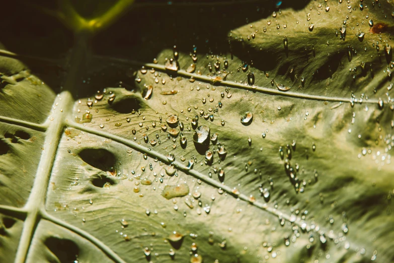 a close up of a leaf with water droplets on it, inspired by Elsa Bleda, trending on unsplash, photorealism, alessio albi, pot leaf, high-quality photo, embedded with gemstones