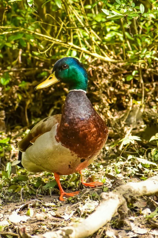 a duck that is standing in the grass, on a riverbank, lush surroundings, taken in 2 0 2 0, slide show