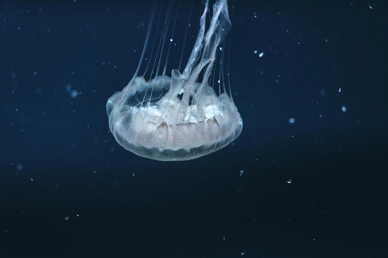 a jellyfish that is floating in the water, a digital rendering, unsplash, mariana trench, 2022 photograph, 4k), grey