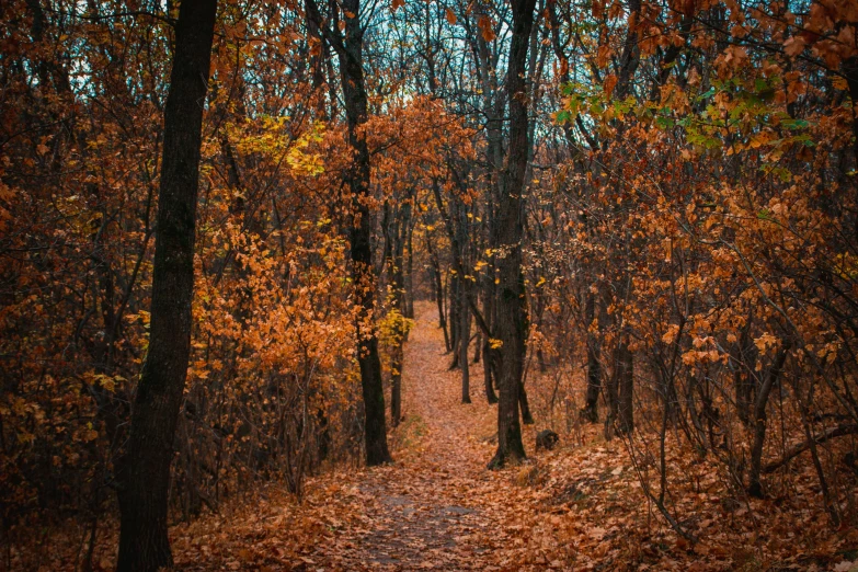 a forest filled with lots of trees covered in leaves, inspired by Elsa Bleda, unsplash contest winner, hiking trail, orange and brown leaves for hair, ukraine. photography, thumbnail