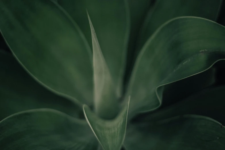 a close up of a plant with green leaves, pexels contest winner, paul barson, sharply shaped, shot on sony a 7, muted