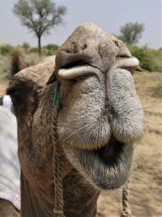 a close up of a camel with its mouth open, by Daniel Taylor, pexels contest winner, square nose, provocative indian, lumpy skin, covered in