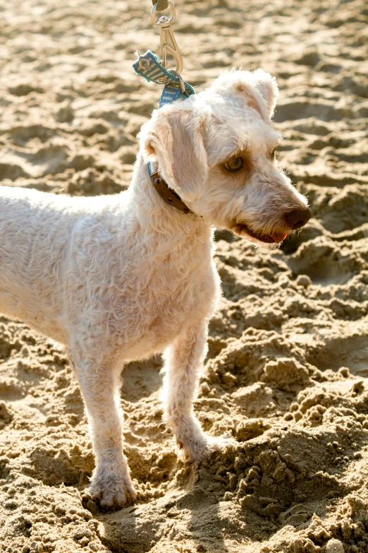 a small white dog standing on top of a sandy beach, slightly dirty face, golden dappled lighting, sandcastle, manly