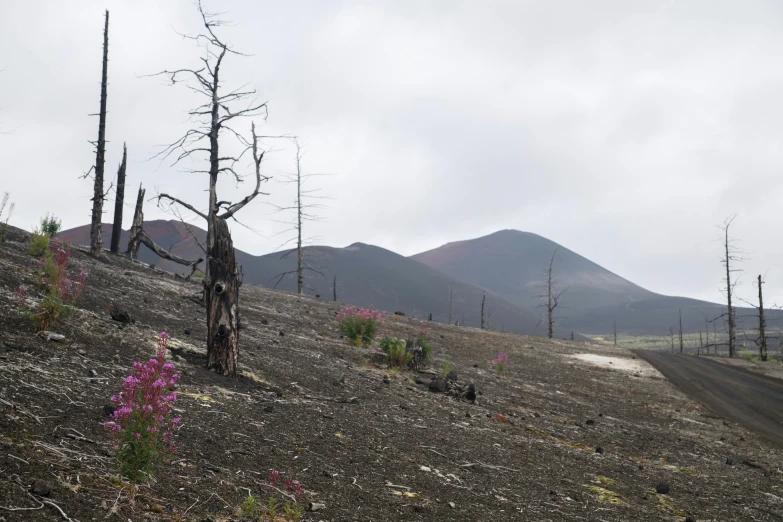 a dead tree sitting on top of a dry hillside