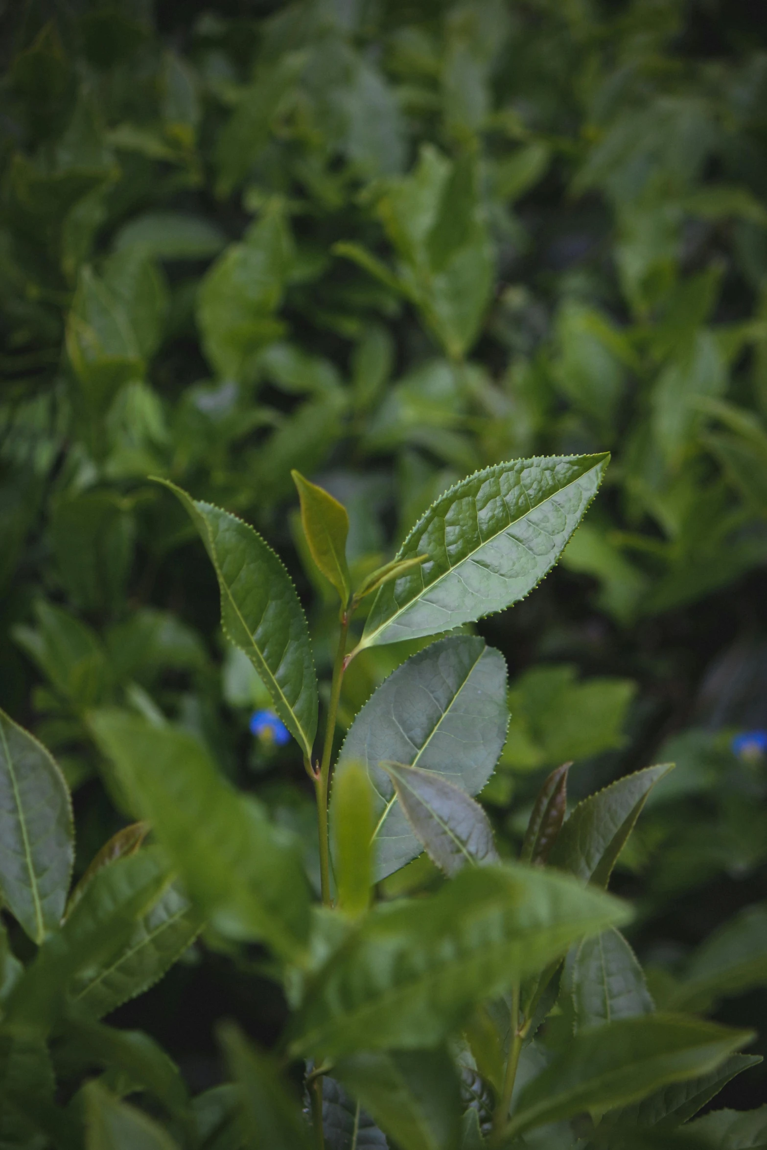 a close up of a plant with green leaves, background: assam tea garden, in laurel wreath, f/2.5, indigo