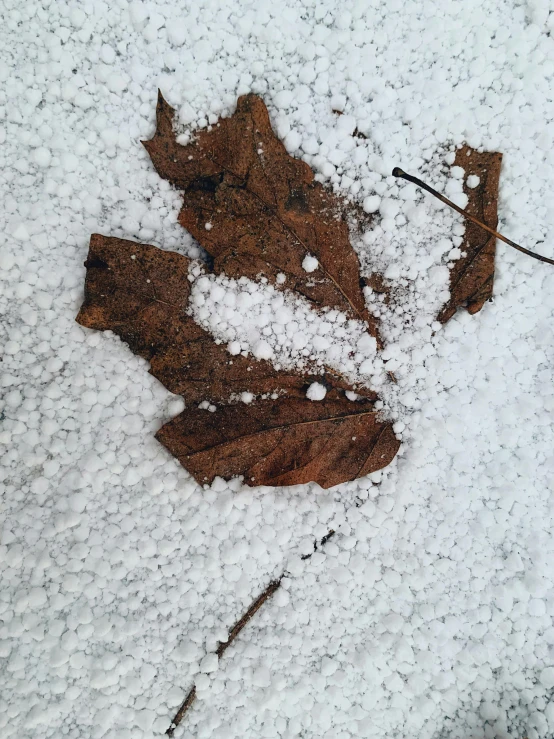 a leaf that is laying in the snow, a photo, by Kristin Nelson, land art, ilustration, # nofilter, hailstorm, high detail photograph