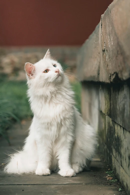 a white cat sitting on a sidewalk next to a wall, a picture, trending on unsplash, renaissance, fluffy ears and a long, looking upwards, a wooden, transparent background