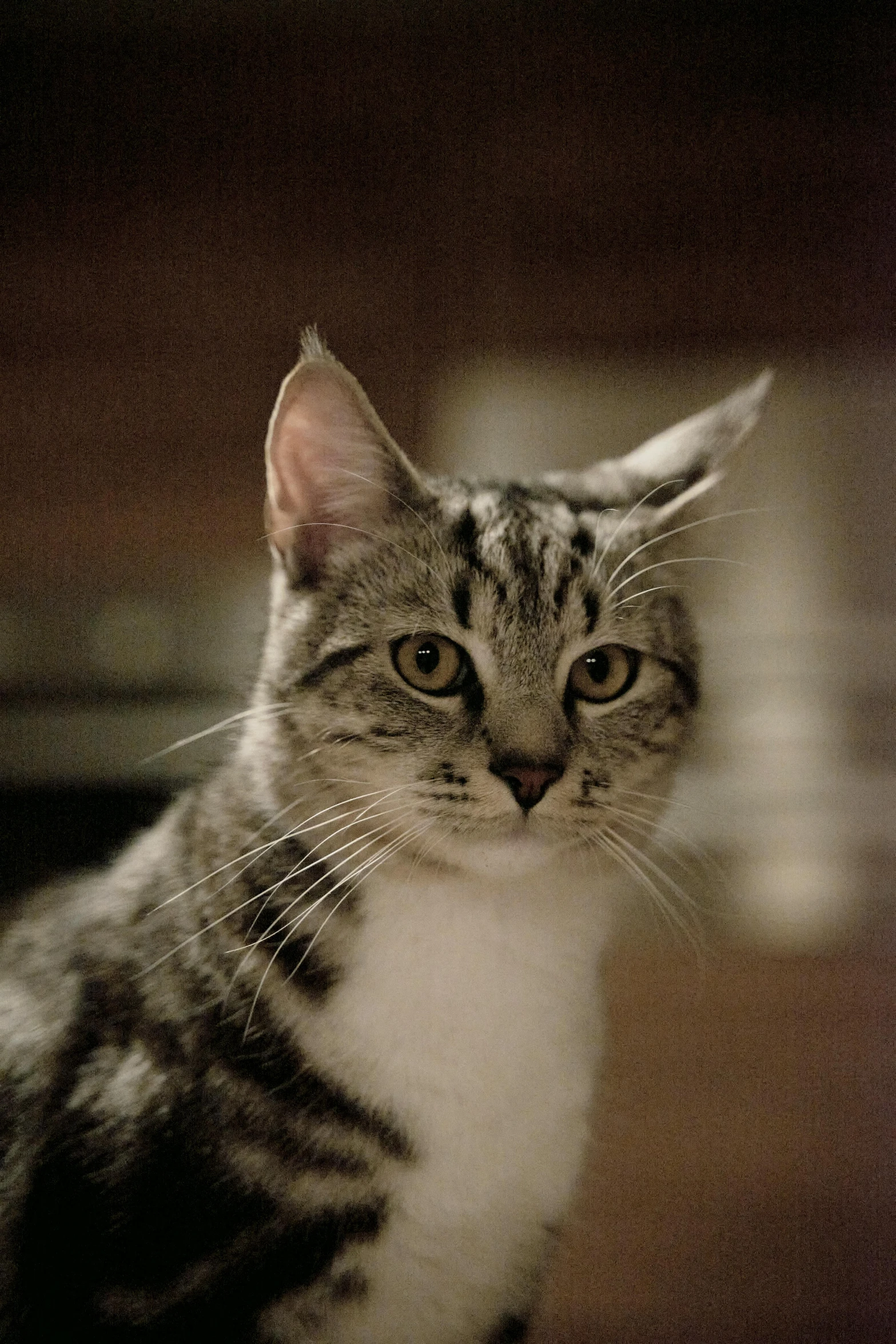 a gray and white cat sitting on top of a table, slightly - pointed ears, taken on a 2000s camera, sharp focus »