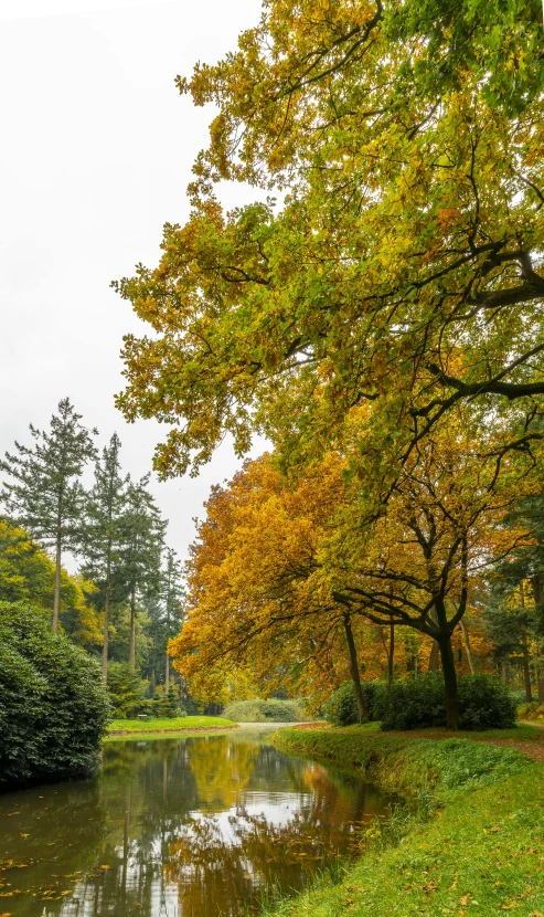 a river running through a lush green forest filled with trees, a photo, by Jan Pynas, rococo, autumn colour oak trees, today\'s featured photograph 4k, exterior botanical garden, road between tall trees