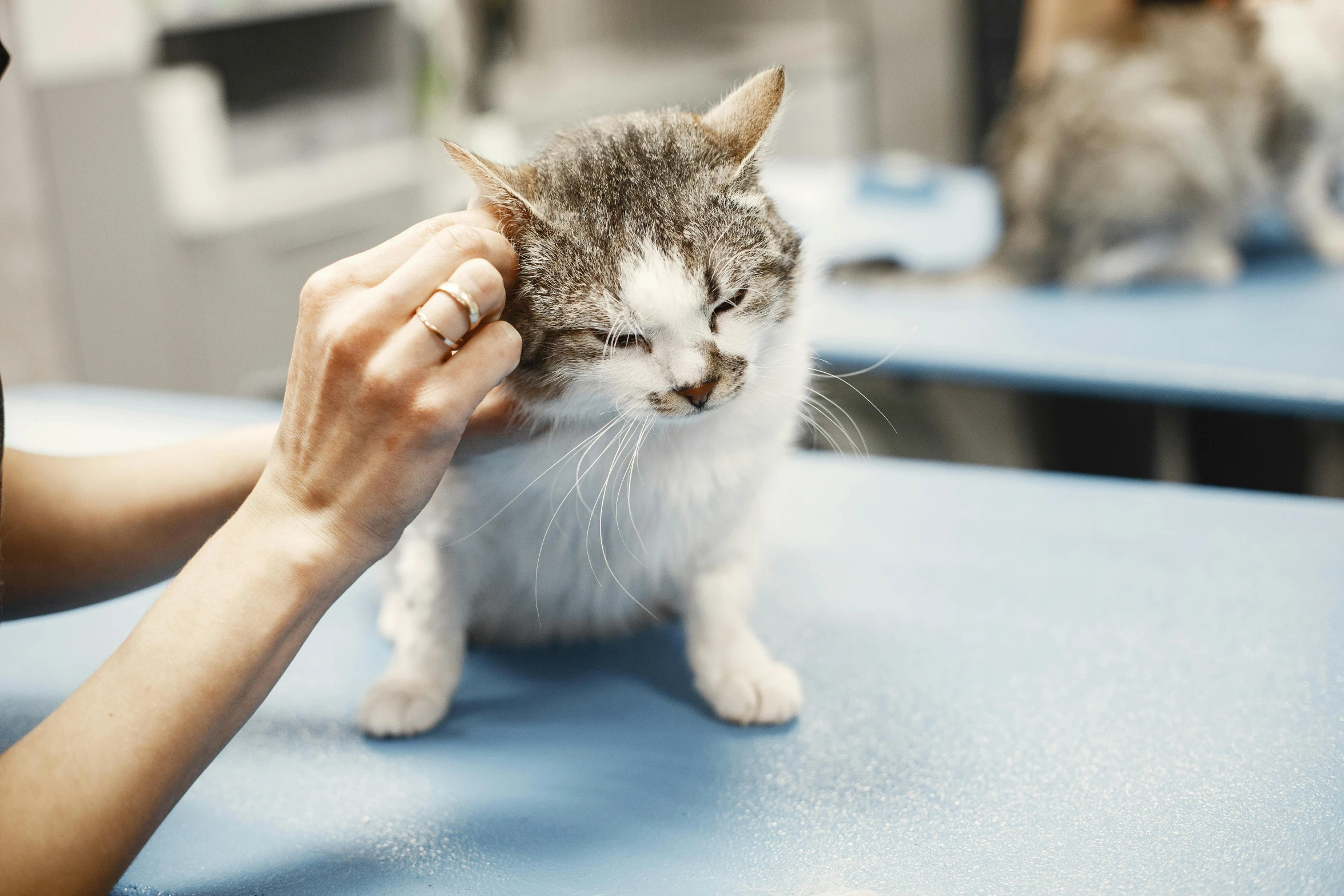 a close up of a person petting a cat, left ear, in a lab, lachlan bailey, local conspirologist