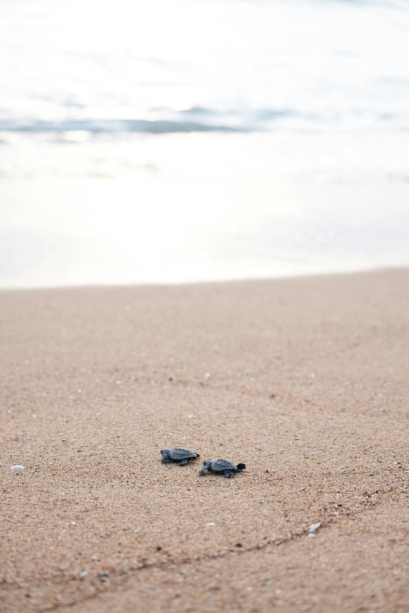 two baby turtles make their way to the ocean, by Nina Hamnett, unsplash contest winner, minimalism, puerto rico, 15081959 21121991 01012000 4k, trending on vsco, resting