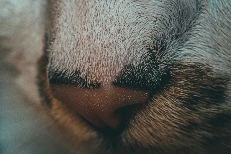 a close up of the nose of a cat, a macro photograph, by Adam Marczyński, trending on pexels, dog sleeping, textured skin, lop eared, furry paws
