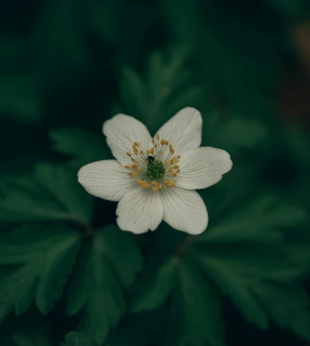 a white flower sitting on top of green leaves, a macro photograph, unsplash, hurufiyya, multiple stories, alessio albi, anemones, computer wallpaper