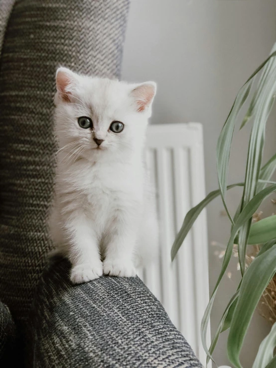 a white kitten sitting on top of a couch next to a plant, grey ears, on her throne, soft body, commercially ready