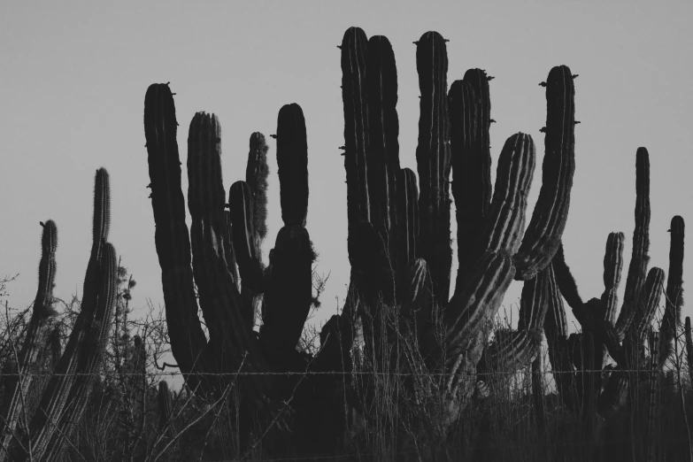 a black and white photo of a cactus plant, land art, mutants roaming in the evening, mexican, tall plants, black and white color aesthetic