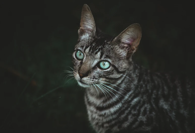 a close up of a cat with green eyes, a portrait, pexels contest winner, cinematic lighting at night, silver eyes full body, dappled, instagram picture