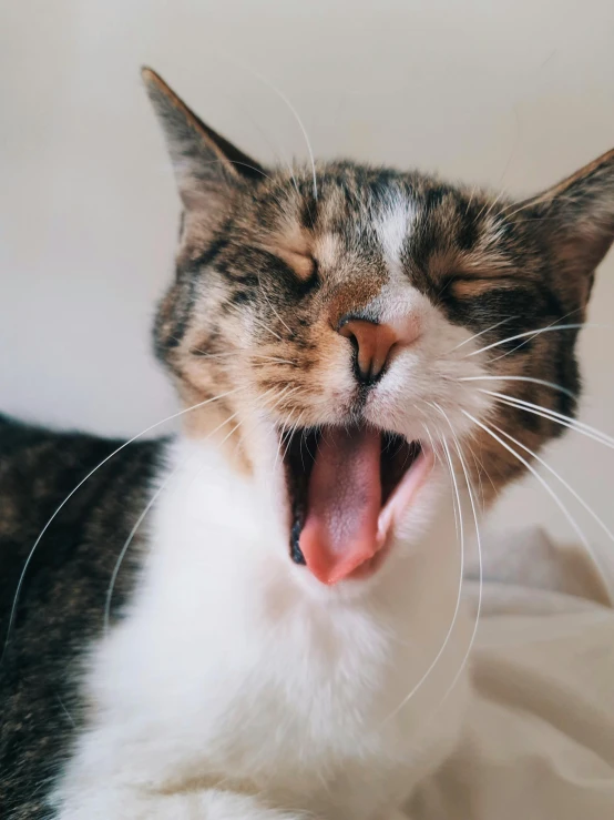 a close up of a cat yawning on a bed, trending on pexels, happening, ilustration, mouth half open, vocal, aaaaaaaaaaaaaaaaaaaaaa