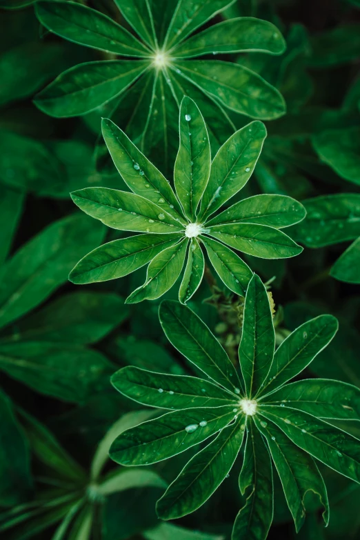 a close up of a plant with green leaves, servando lupini, hexagonal shaped, award - winning, rain lit