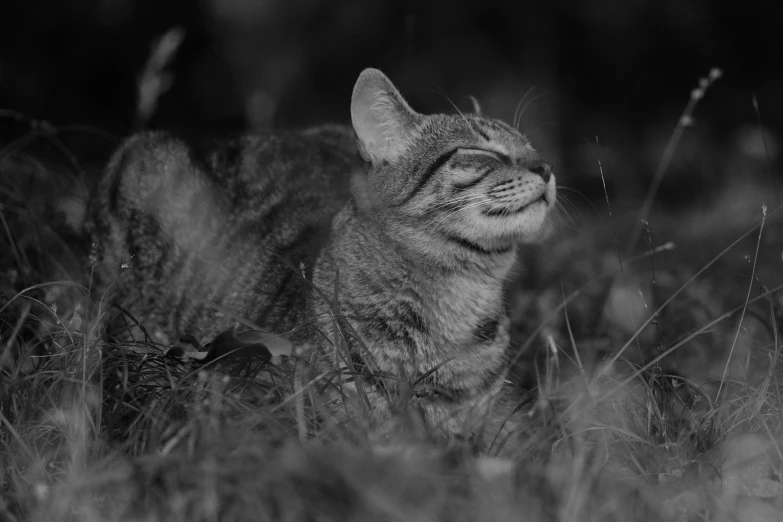 a black and white photo of a cat in the grass, by Adam Marczyński, sand cat, maus in forest, smiling coy, 4k greyscale hd photography