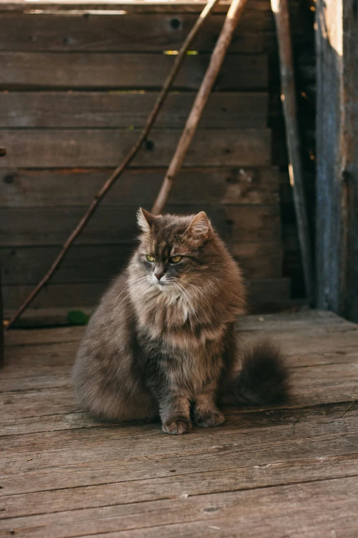 a cat is sitting on a wooden porch, a portrait, by Jan Tengnagel, pexels contest winner, renaissance, fluffy body, high quality photo, grey, rusty