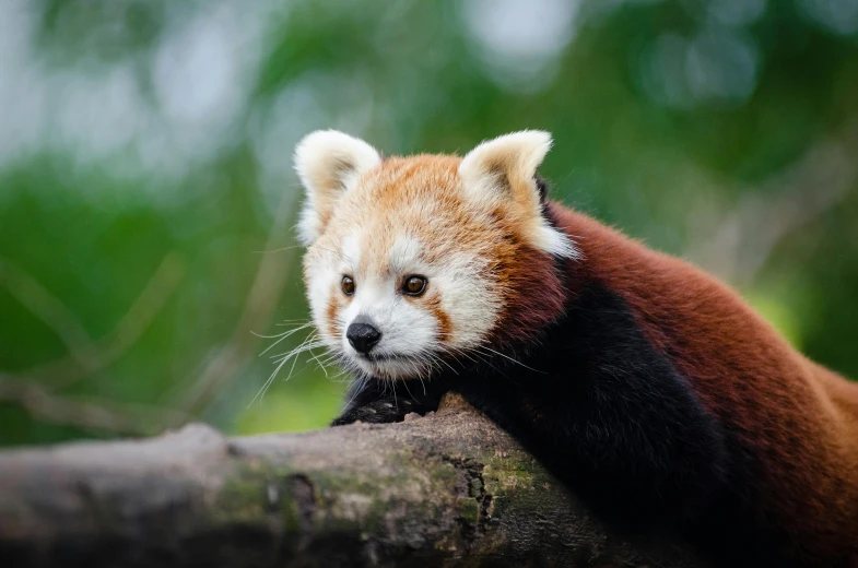 a red panda sitting on top of a tree branch, a portrait, trending on pexels, mixed animal, tree kangaroo, aged 2 5, small chin