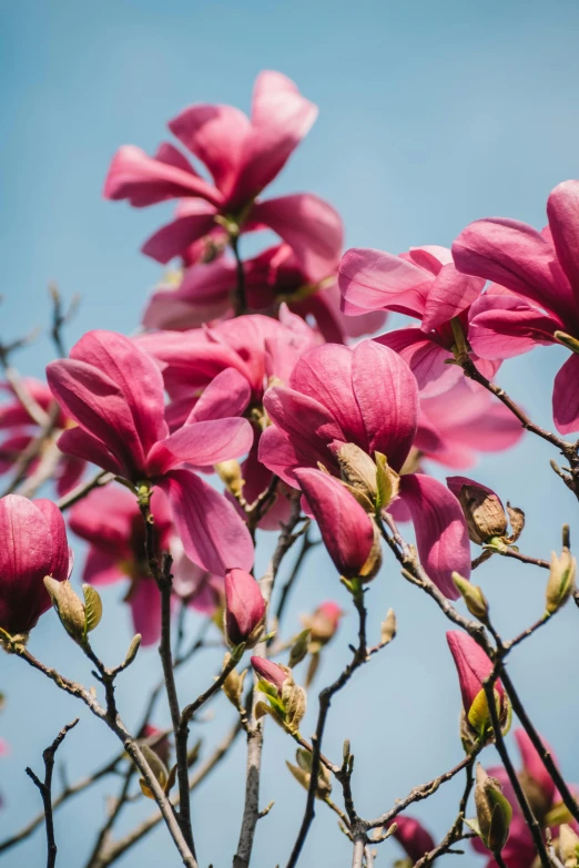 a bunch of pink flowers sitting on top of a tree, by Doug Ohlson, trending on unsplash, magnolia stems, red blooming flowers, photo of zurich, wine