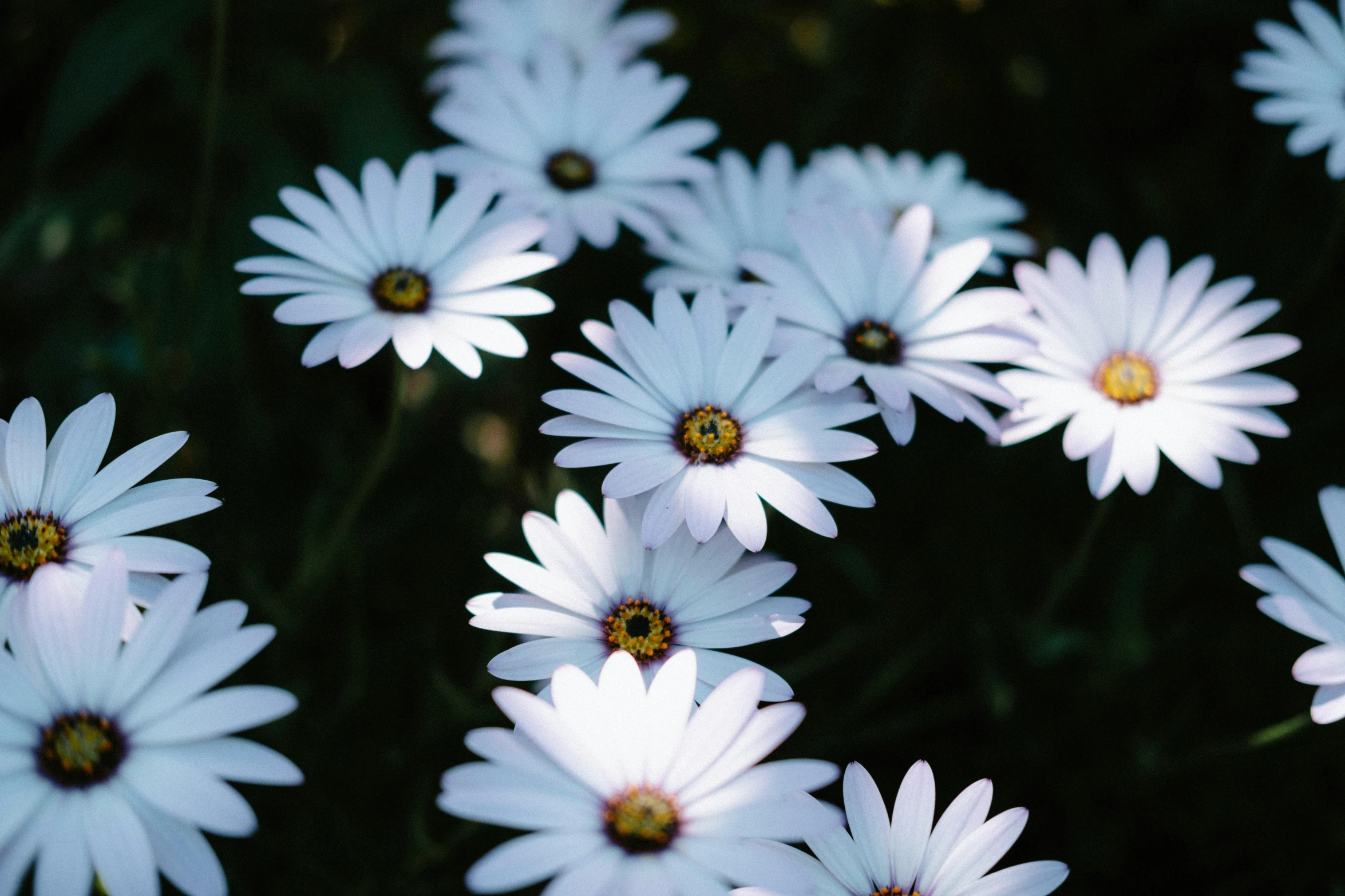 a close up of a bunch of white flowers, by Emanuel de Witte, trending on unsplash, blue - petals, daisies, evenly lit, botanic garden