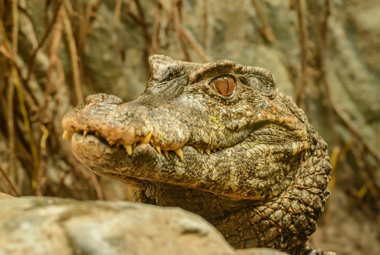 a close up of an alligator's head on a rock, a portrait, pexels contest winner, sumatraism, brown, 🦩🪐🐞👩🏻🦳, decorative, young male