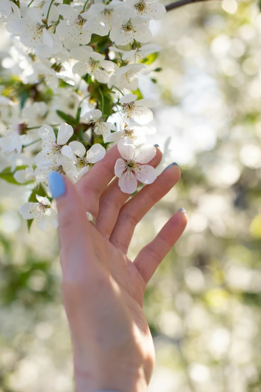 a woman's hand reaching up to a tree with white flowers, zoomed in, honey, background image, blushing