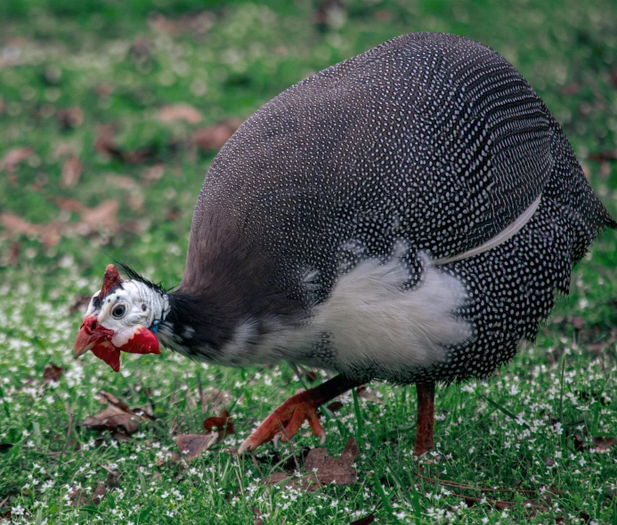 a bird standing on top of a lush green field, an album cover, pexels contest winner, hurufiyya, grey skinned, polka dot, turkey, ready to eat