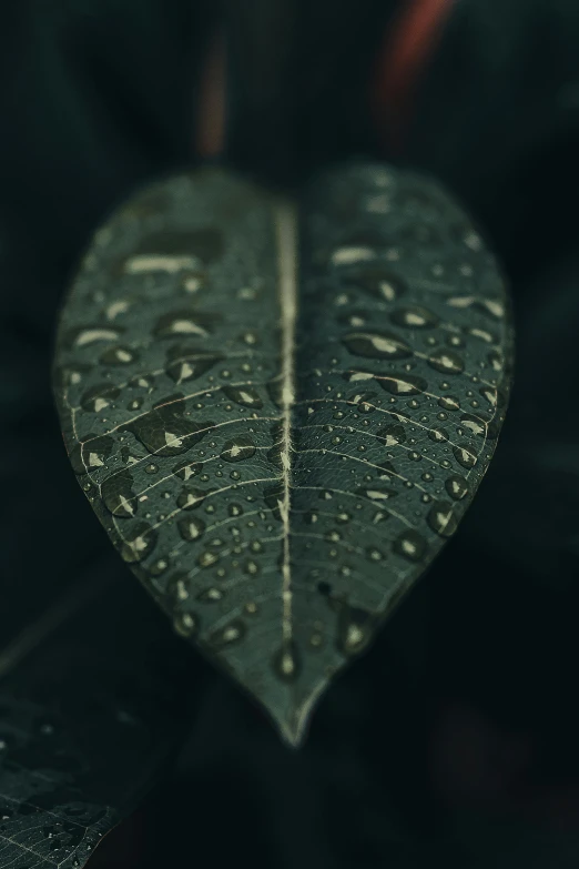 a green leaf with water droplets on it, inspired by Elsa Bleda, unsplash contest winner, renaissance, grey, made out of rain, quixel megascans, low light cinematic