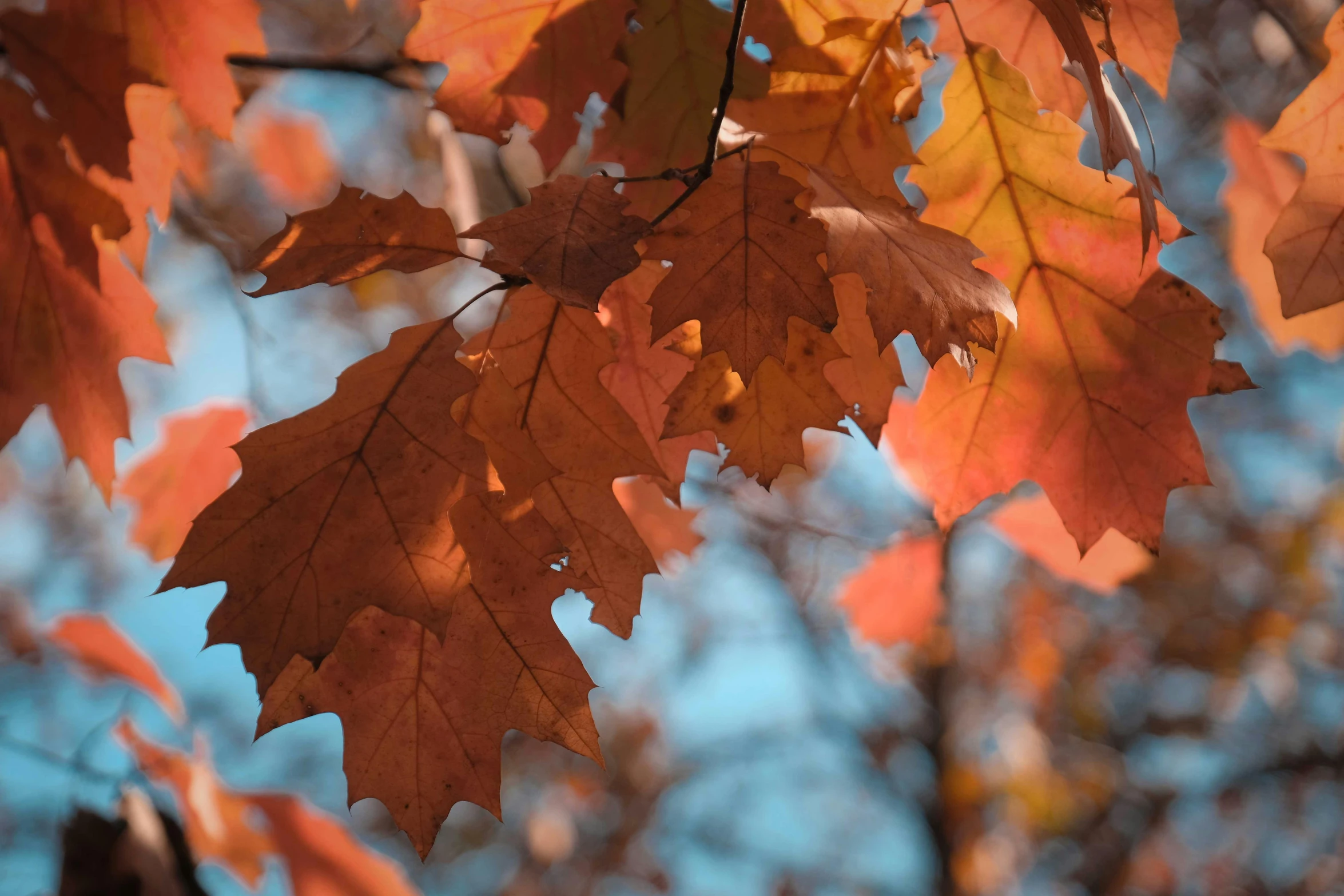 a bunch of leaves that are hanging from a tree, by David Simpson, pexels contest winner, autumn colour oak trees, thumbnail, blue, medium closeup