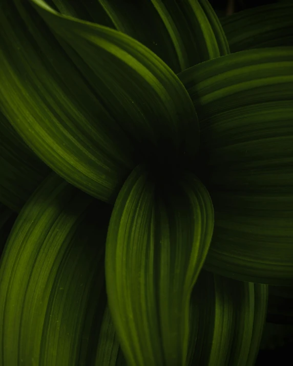 a close up of a plant with green leaves, inspired by Art Green, trending on pexels, wavy hair spread out, dark. no text, flax, detailed product image