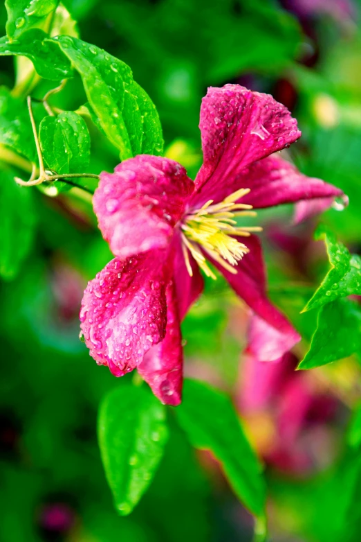 a pink flower with water droplets on it, flowering vines, vibrant foliage, vibrant but dreary red, vanilla