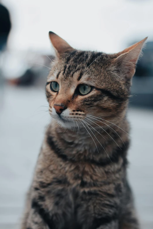 a close up of a cat sitting on a sidewalk, trending on pexels, dignified, looking at the sky, slightly rounded face, high quality photo