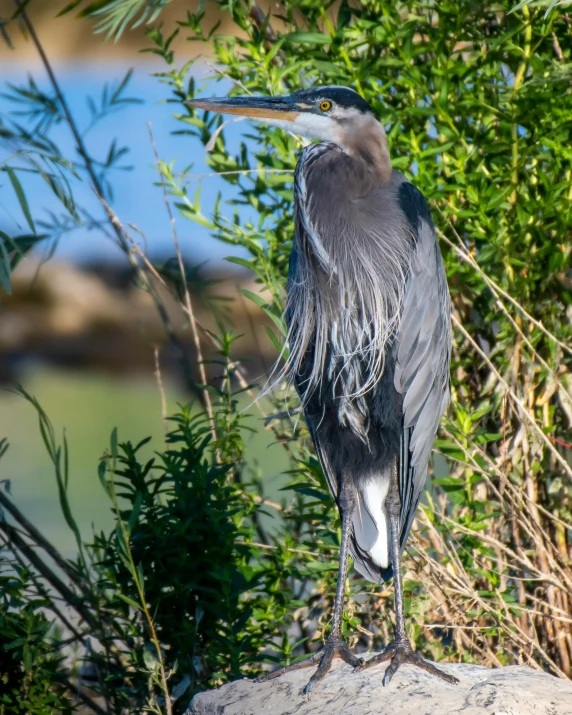 a bird that is standing on a rock, with a tree in the background, bay area, grey and blue theme, heron