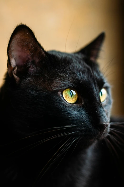 a close up of a black cat with yellow eyes, by Winona Nelson, pexels contest winner, looking to his left, concentration, high - detailed, taken in the late 2000s