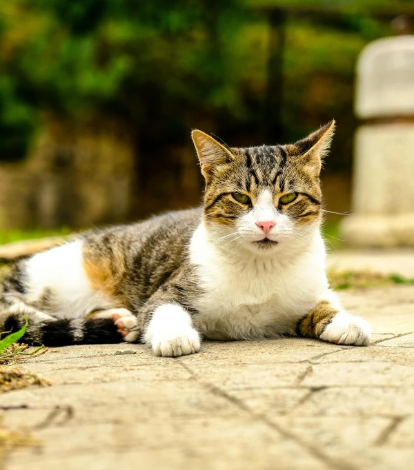 a cat that is laying down on the ground, by Slava Raškaj, pexels contest winner, confident stance, today\'s featured photograph 4k, closeup 4k, with a white muzzle