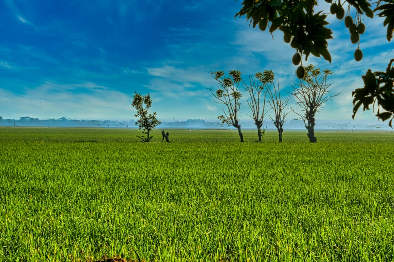 a field of green grass with trees in the distance, by Peter Churcher, pexels contest winner, sumatraism, blue sky, rice, ground haze, an australian summer landscape