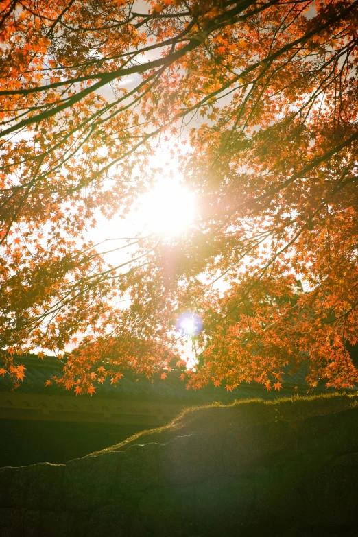 the sun shines through the leaves of a tree, unsplash, vermont fall colors, cinematic lens flare, taken in the late 2010s, color film photography