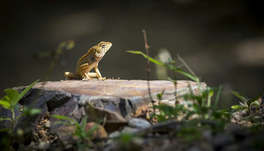 a lizard sitting on top of a rock, pexels contest winner, sumatraism, golden dappled lighting, fullbody view, 4k', australian