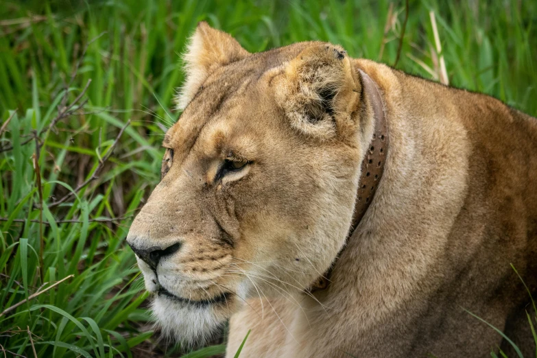 a close up of a lion laying in the grass, by Daniel Lieske, pexels contest winner, focused on her neck, avatar image, side profile shot, female gigachad