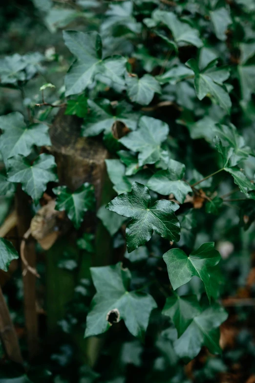 a red fire hydrant sitting on top of a lush green bush, an album cover, unsplash, hurufiyya, overgrown ivy plants, photographed on damaged film, oak leaves, 1990s photograph