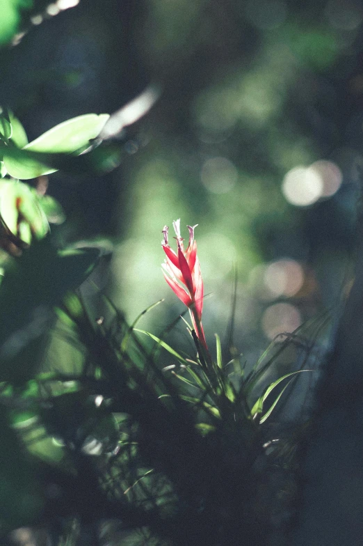 a red flower sitting on top of a lush green forest, inspired by Elsa Bleda, unsplash, bromeliads, medium format. soft light, multiple stories, lights on