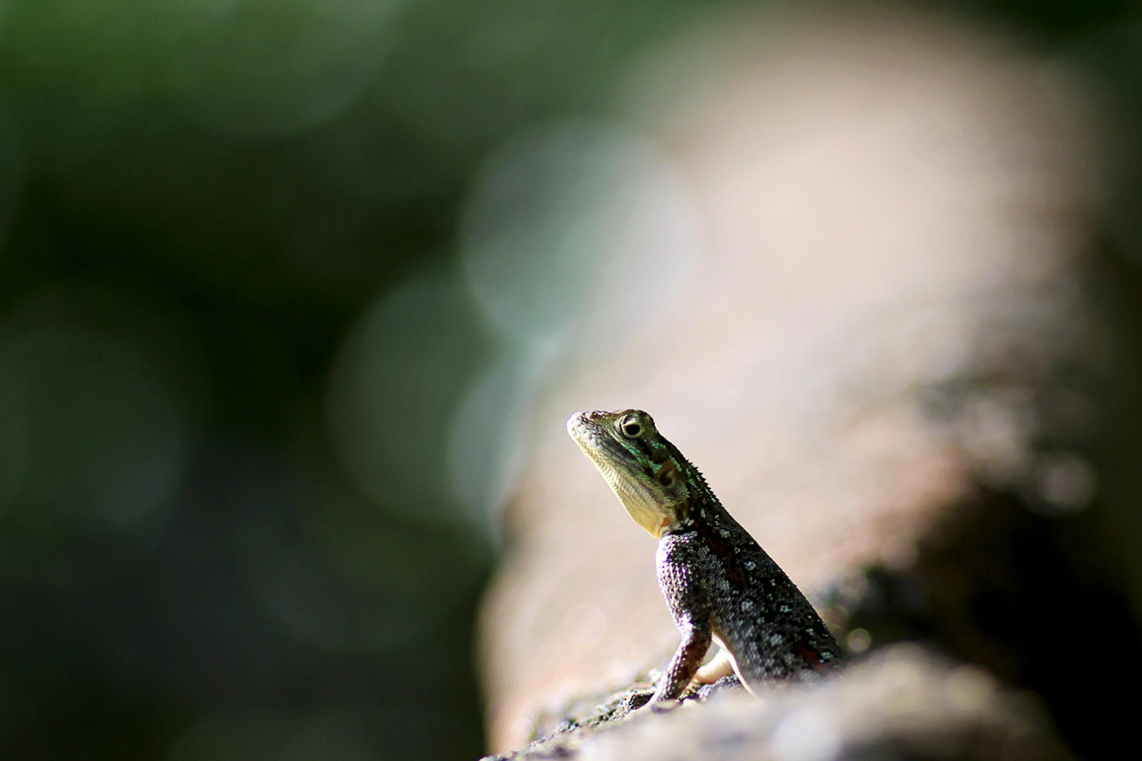 a lizard sitting on top of a tree branch, unsplash, on a rock, macro bokeh ”, instagram photo, back - lit