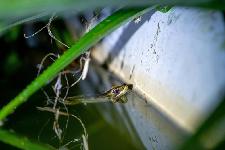 a frog that is sitting in some water, unsplash, overgrown with aquatic plants, taken with sony alpha 9, digital image, sneaking