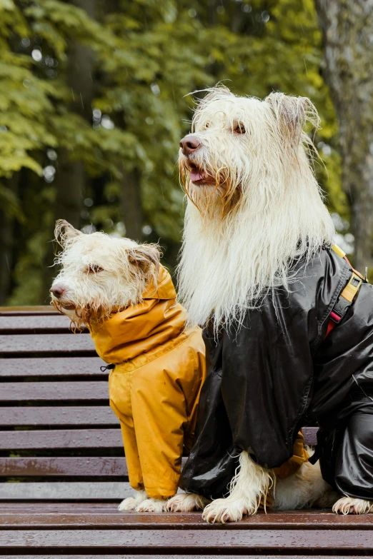 a couple of dogs sitting on top of a wooden bench, a portrait, by Julia Pishtar, unsplash, yellow raincoat, wet look, at a park, bearded