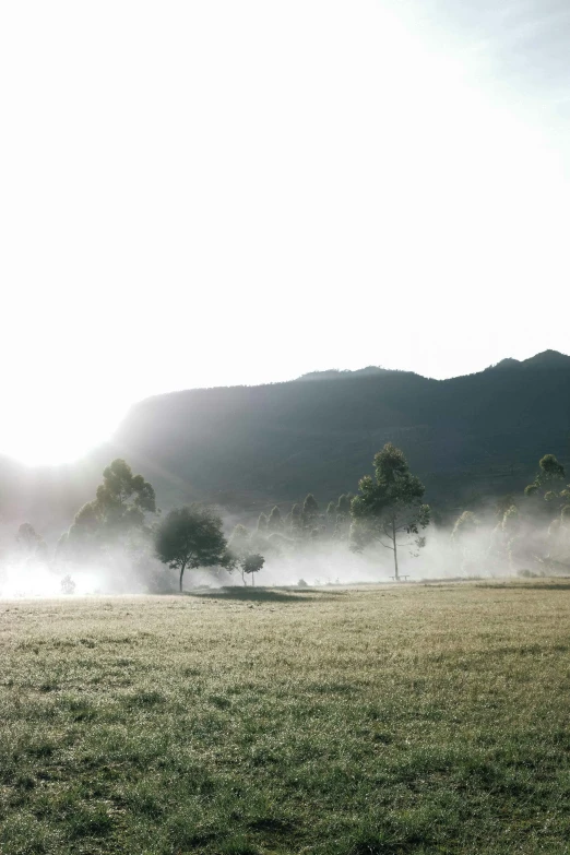 a horse standing on top of a lush green field, steaming coffee, light grey mist, fairy circles, sun puddle