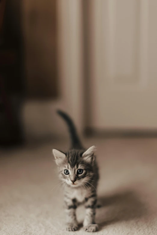 a small kitten is standing on the floor, by Andrew Domachowski, unsplash contest winner, cinematic shot ar 9:16 -n 6 -g, best photo, front portrait, petite