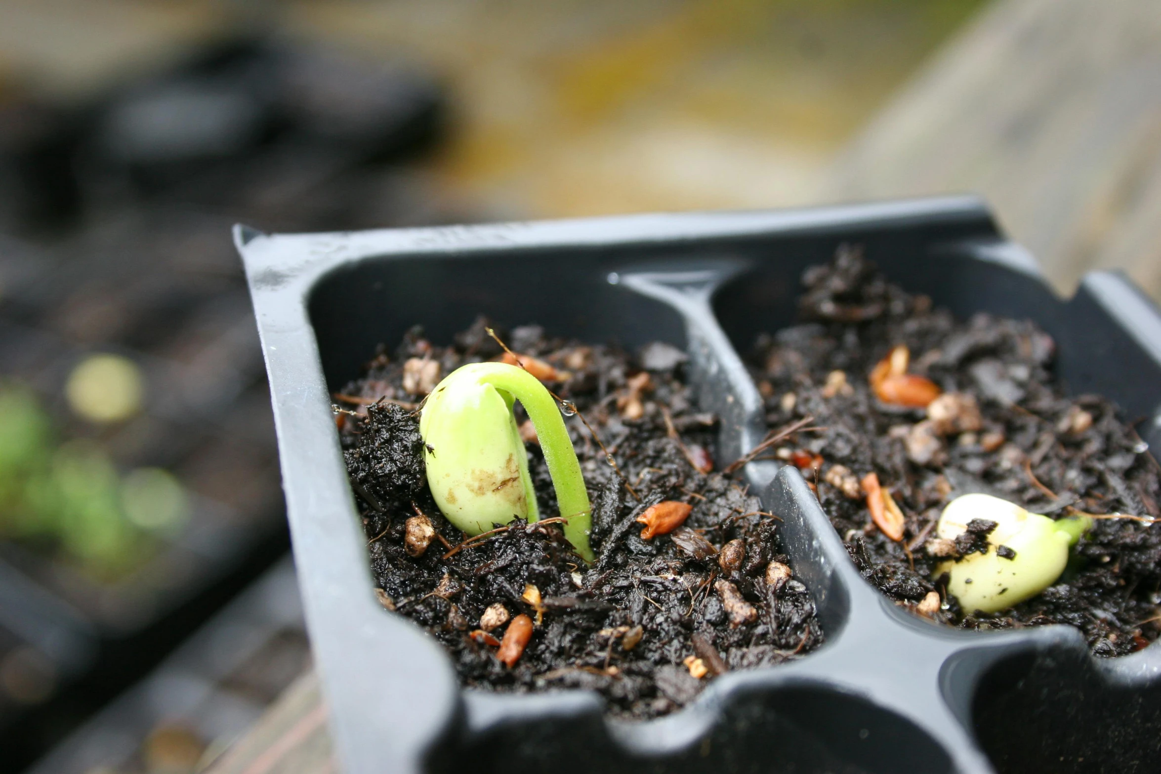 a close up of a tray of seedlings, inspired by Grillo Demo, growing out of a giant rose, split in half, seeds, press shot